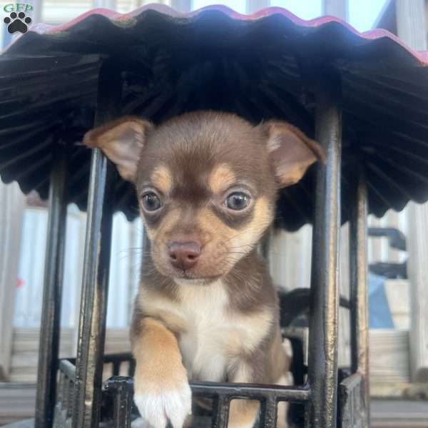 Twinkle, Rat Terrier Puppy