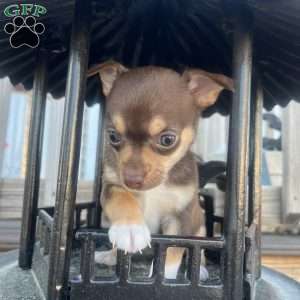 Twinkle, Rat Terrier Puppy