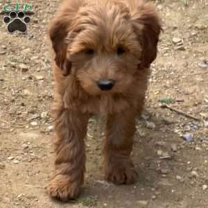 TaterTot, Mini Labradoodle Puppy