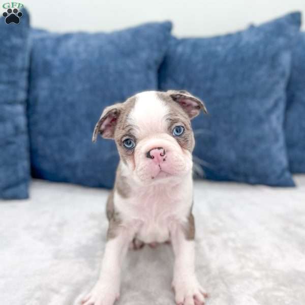 King, Boston Terrier Puppy