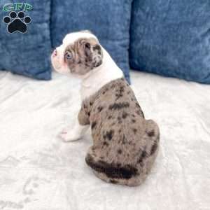 King, Boston Terrier Puppy