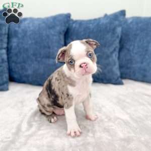 King, Boston Terrier Puppy