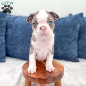 King, Boston Terrier Puppy