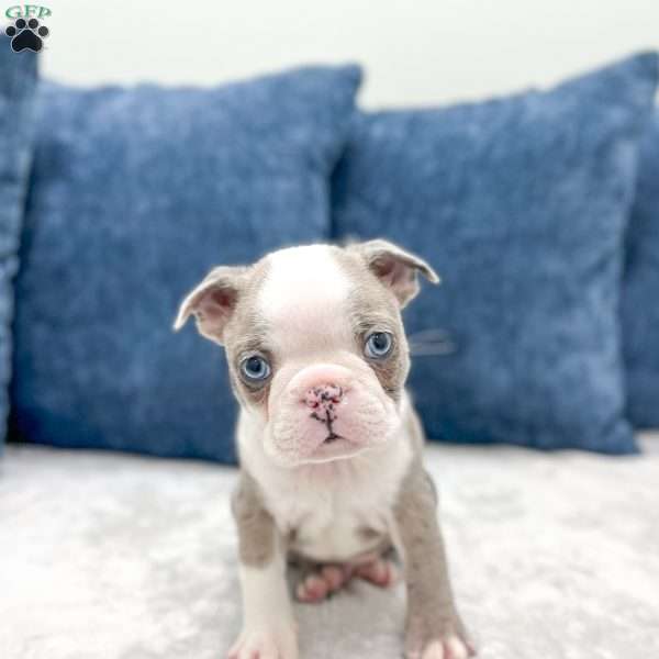 Odie, Boston Terrier Puppy