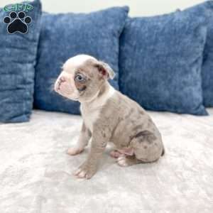 Odie, Boston Terrier Puppy