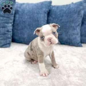 Odie, Boston Terrier Puppy