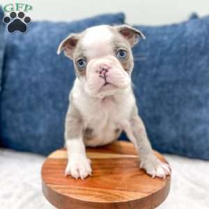 Odie, Boston Terrier Puppy