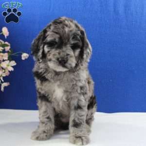Maverick, Newfypoo Puppy