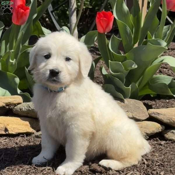 Nugget, Golden Retriever Puppy