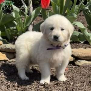 Nala, English Cream Golden Retriever Puppy