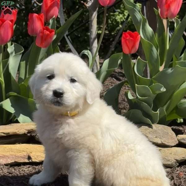 Nessie, Golden Retriever Puppy