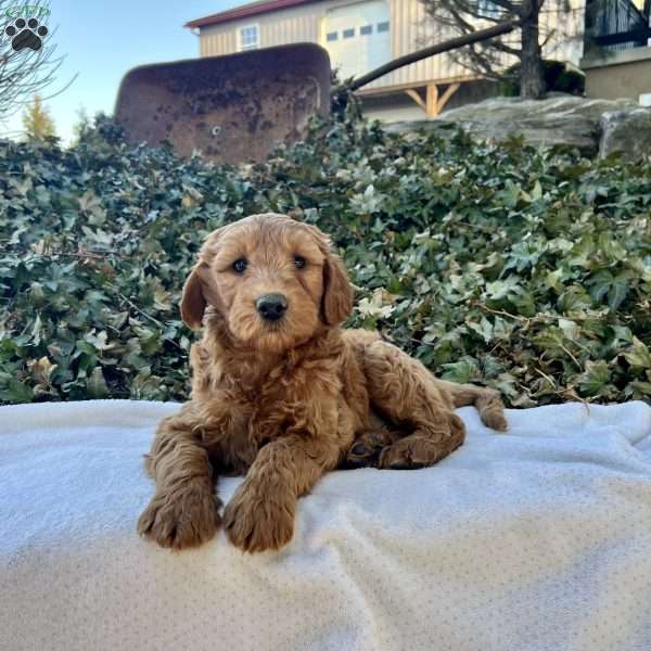 Dash F2, Mini Goldendoodle Puppy
