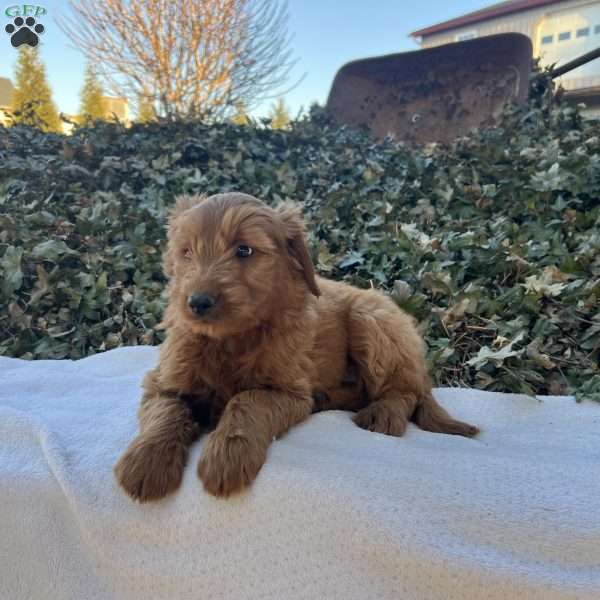 Delilah F2, Mini Goldendoodle Puppy