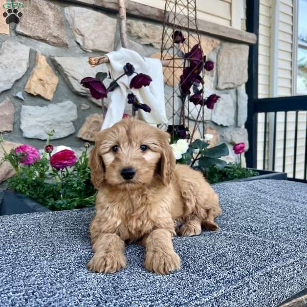 Dakota F2, Mini Goldendoodle Puppy