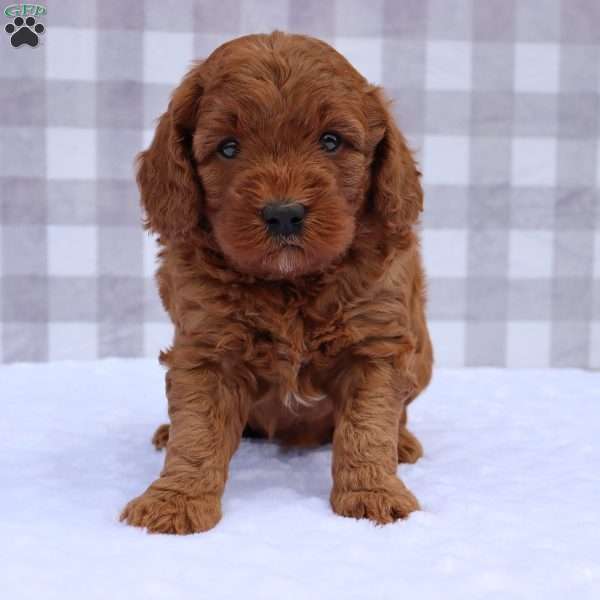 clover, Mini Goldendoodle Puppy
