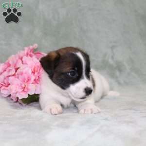 Jaxon, Jack Russell Terrier Puppy