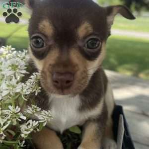Twinkle, Rat Terrier Puppy
