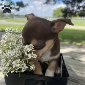 Twinkle, Rat Terrier Puppy
