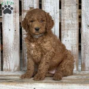 Austin, Goldendoodle Puppy