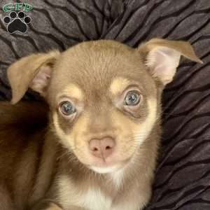Tucker, Rat Terrier Puppy