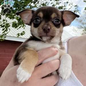 Twinkle, Rat Terrier Puppy