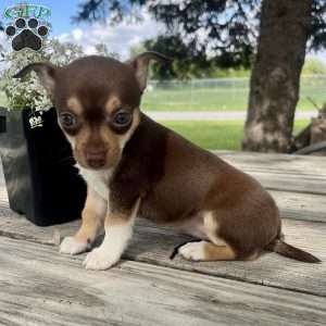 Twinkle, Rat Terrier Puppy