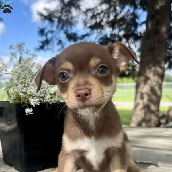 Tucker, Rat Terrier Puppy