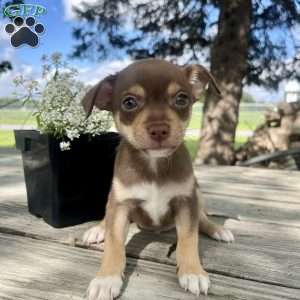 Tucker, Rat Terrier Puppy
