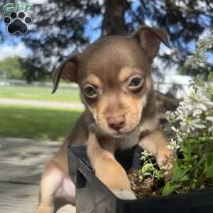 Tucker, Rat Terrier Puppy