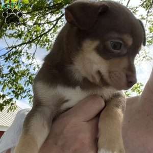 Tucker, Rat Terrier Puppy