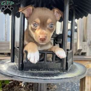 Tucker, Rat Terrier Puppy
