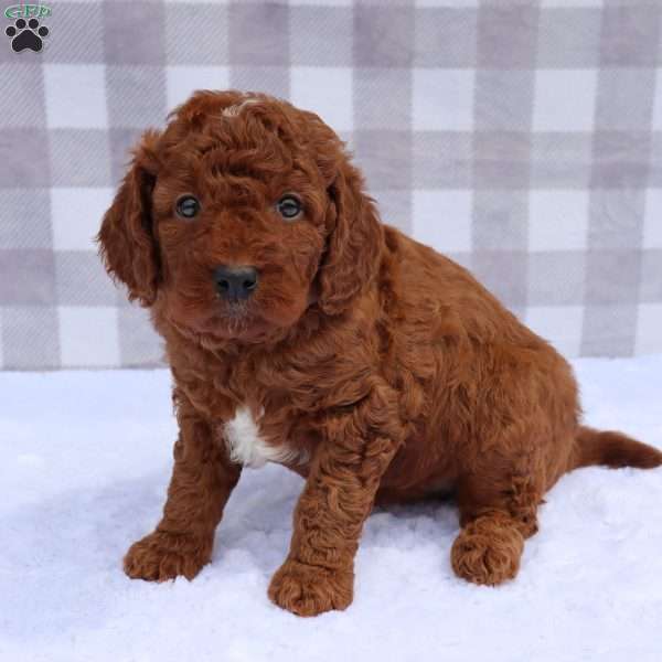 Koda, Mini Goldendoodle Puppy