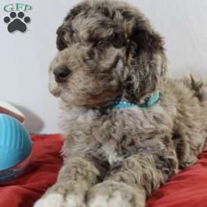 Bingo, Newfypoo Puppy