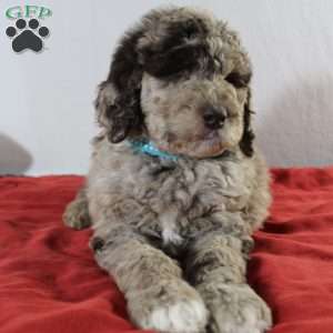 Bingo, Newfypoo Puppy