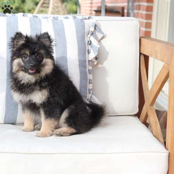 Ember, Pomeranian Puppy