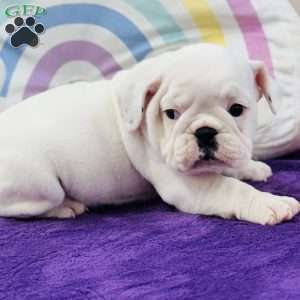 Marla, English Bulldog Puppy