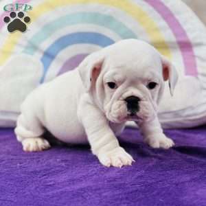 Marla, English Bulldog Puppy