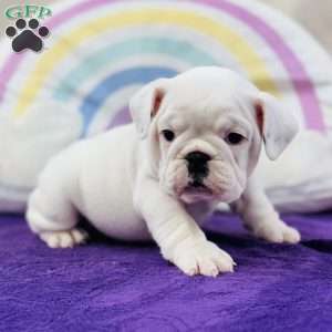 Marla, English Bulldog Puppy