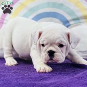 Marla, English Bulldog Puppy