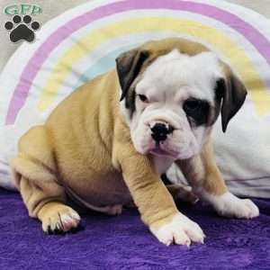 Marty, English Bulldog Puppy