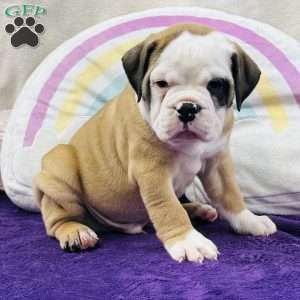 Marty, English Bulldog Puppy