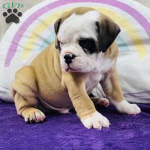 Marty, English Bulldog Puppy