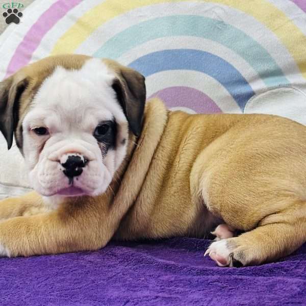 Marty, English Bulldog Puppy
