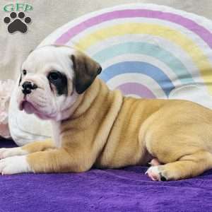 Marty, English Bulldog Puppy