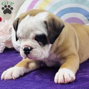 Marty, English Bulldog Puppy