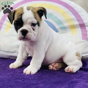 Maverick, English Bulldog Puppy
