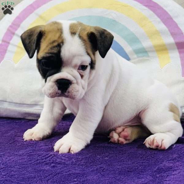Maverick, English Bulldog Puppy