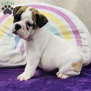 Maverick, English Bulldog Puppy