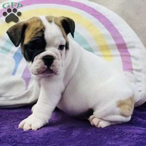 Maverick, English Bulldog Puppy