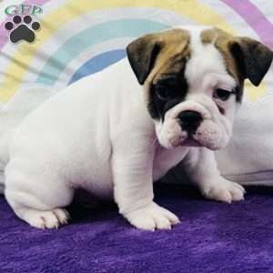 Maverick, English Bulldog Puppy